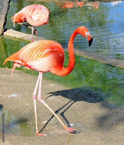 Beautiful flamingos of red color