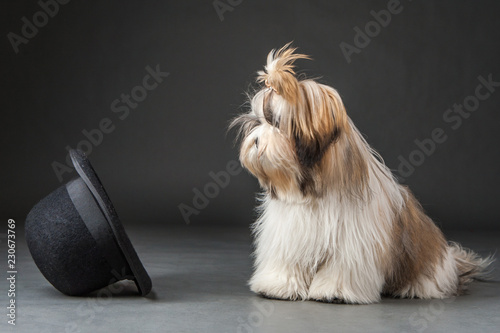 The dog is looking at the h...