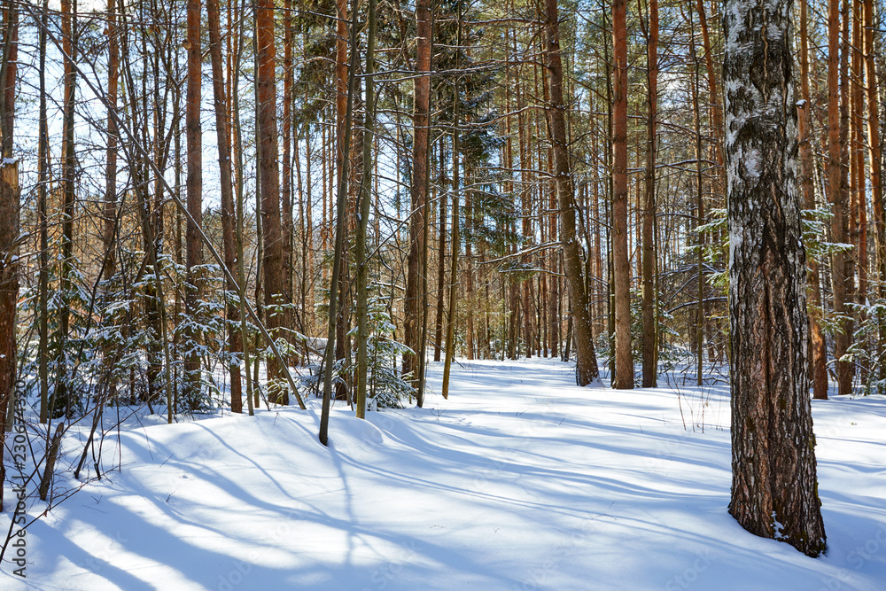 Fototapeta premium Beautiful winter forest in sunny and cold weather after snowfall