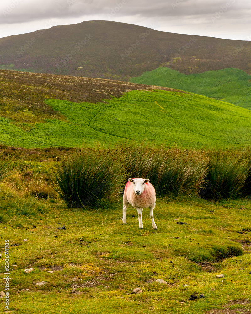 Single white sheep marked with colorful dye grazing in a typical Irish ...