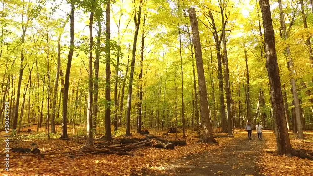 Slow Motion Walk During Autumn in Canadian Forest Slow Motion Walk During Autumn in Canadian Forest