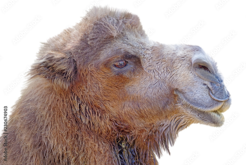 Portrait of Camel