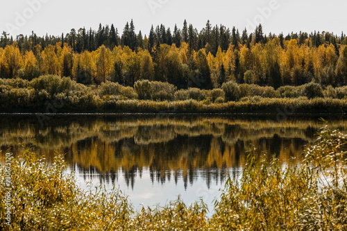 The Pinega River. Golden autumn in the Russian North. © Владимир Балашевич