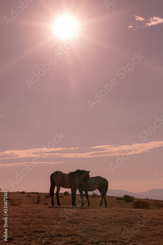 Wild Horses at Sunset in the High Desert