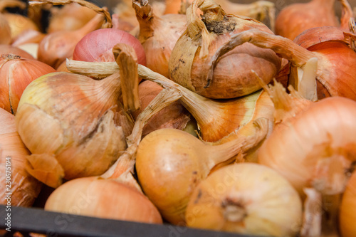 Wallpaper Mural Onions to dry. Harvested onions for the winter. A lot of onions are in the basket. Torontodigital.ca