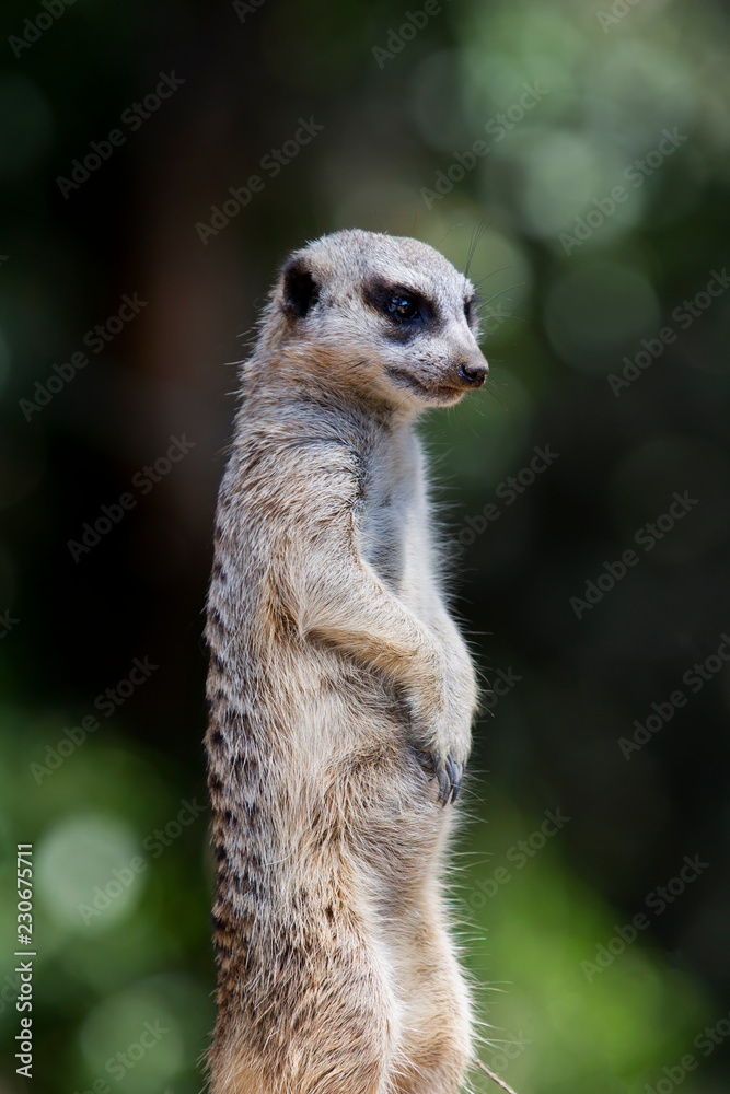 Fototapeta premium Close-up of a Meerkat Standing