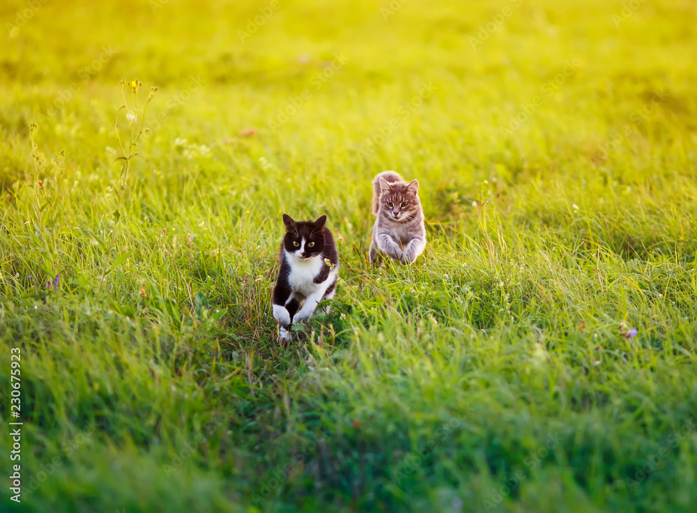 two beautiful cats run along the green summer meadow one after another two beautiful cats run along the green summer meadow one after another
