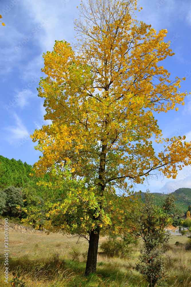 Fototapeta premium Natural landscape located between the municipalities of Salobre and Riópar, Albacete, Spain.