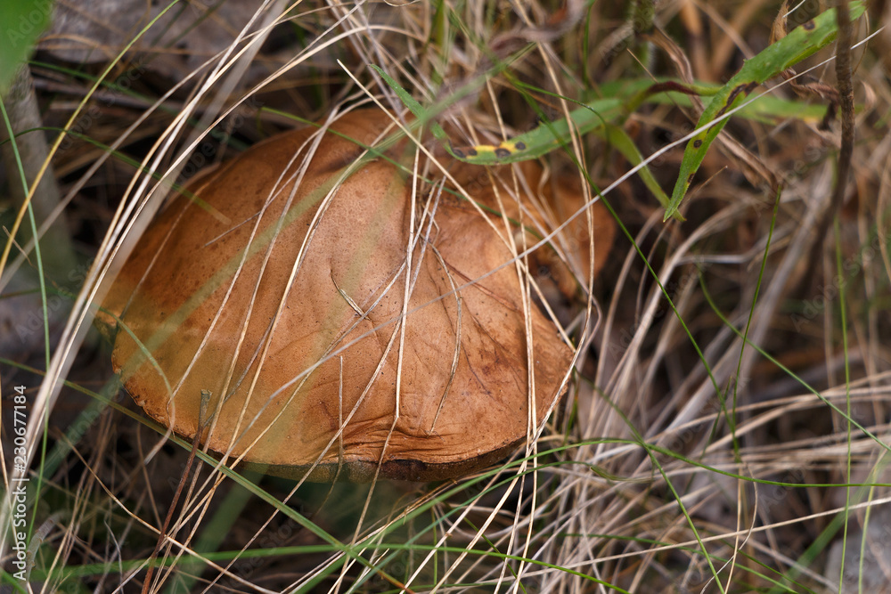Mushroom Suillus hid in the grass Mushroom Suillus hid in the grass