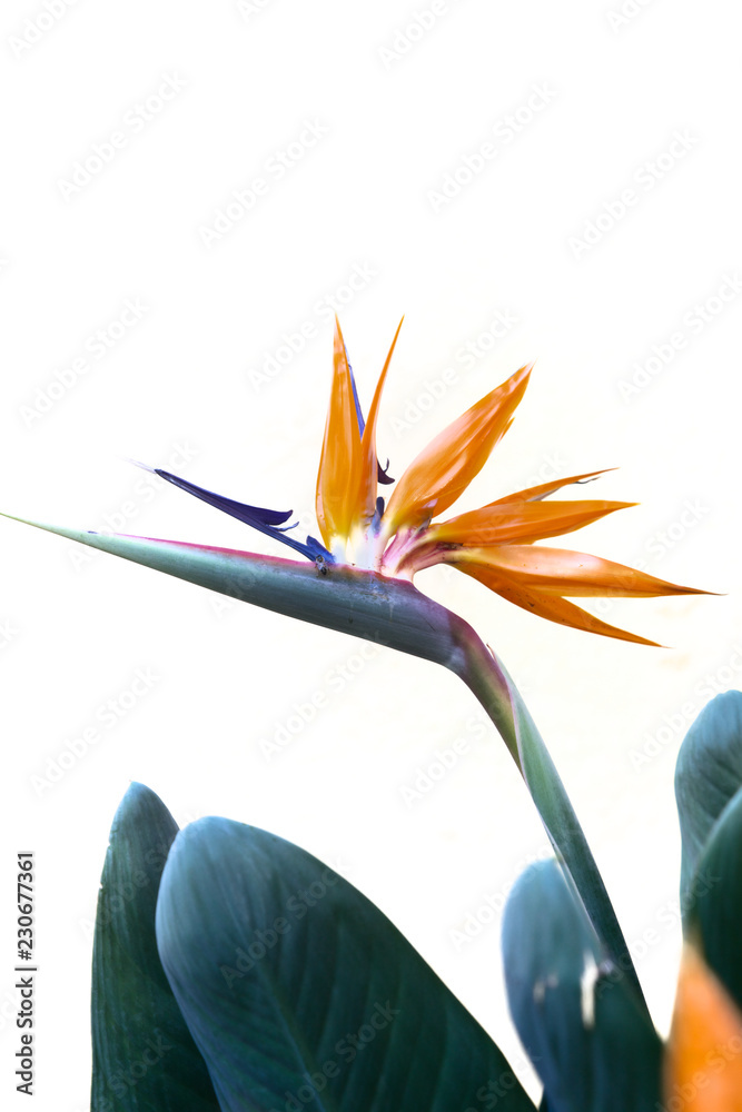 Bird of Paradise Queenly Strelitzia Flower in Front of a White Wall