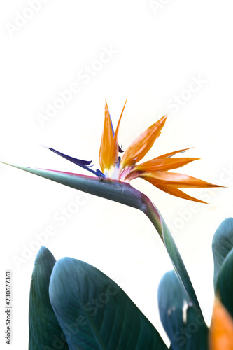 Obraz na płótnie Bird of Paradise Queenly Strelitzia Flower in Front of a White Wall w salonie