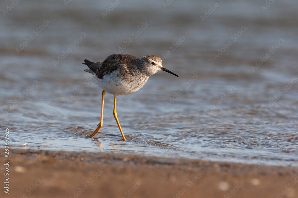 lesser yellowlegs wading near the sea lesser yellowlegs wading near the sea