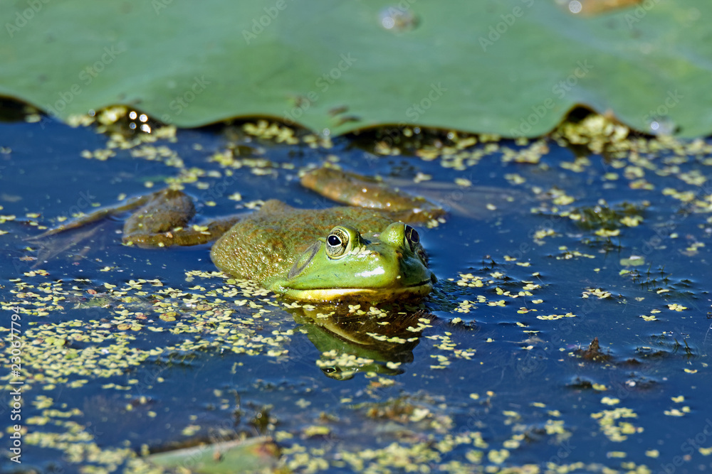 An American Bullfrog sits in the water among the lily pads. These frogs are very vocal and can be heard near most waterways during the spring and summer months. An American Bullfrog sits in the water among the lily pads. These frogs are very vocal and can be heard near most waterways during the spring and summer months.