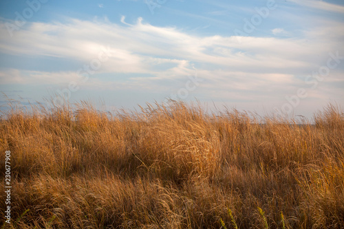 grass and sky