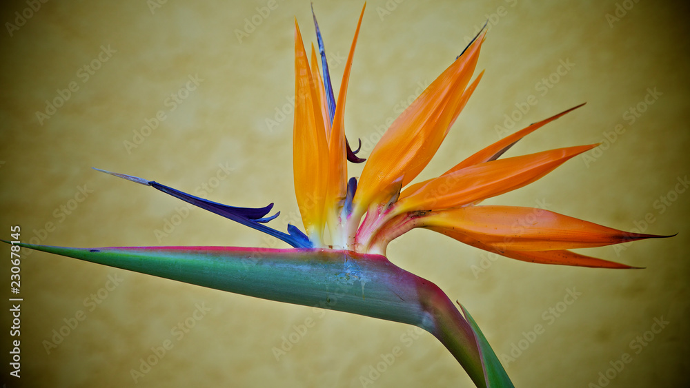 Bird of Paradise