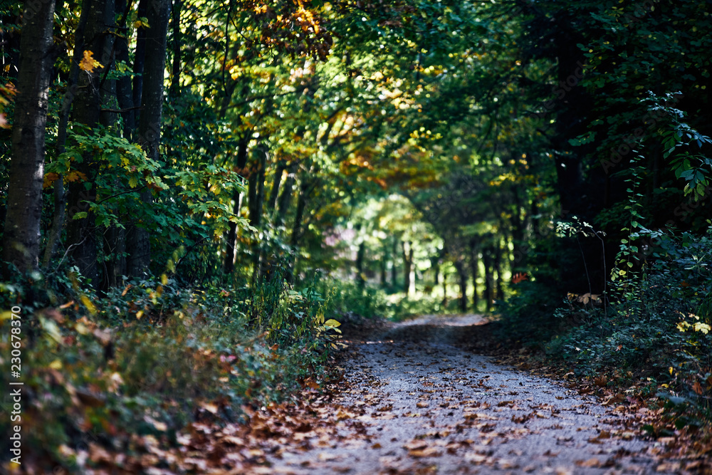 path going trough the dark autumn forest with many leaves on the floor. fall path going trough the dark autumn forest with many leaves on the floor. fall