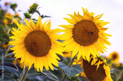 Fototapeta Naklejka Na Ścianę i Meble -  sunflowers at the field