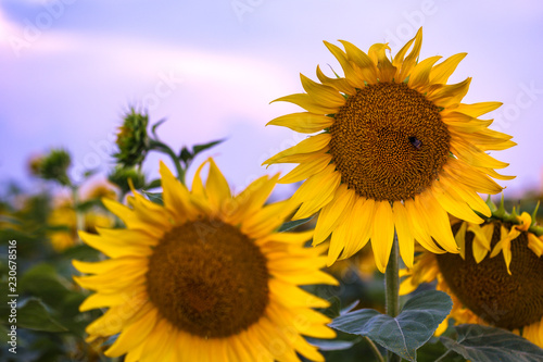 Fototapeta Naklejka Na Ścianę i Meble -  sunflowers at the field