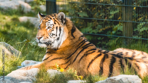 Beautiful Tiger portrait