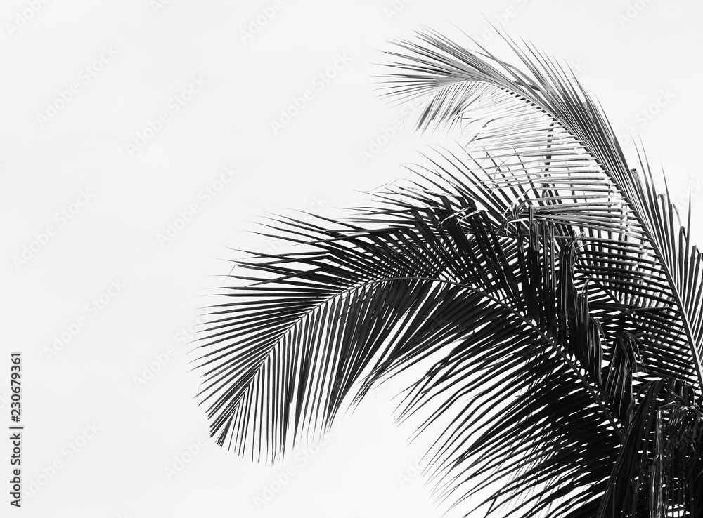 Fototapeta Palm leaves isolated on white
