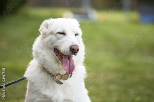 white dog portrait © marcinm111