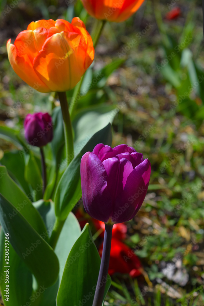 Tulipanes - 20