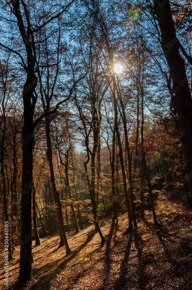 Fototapeta premium Herbstwald