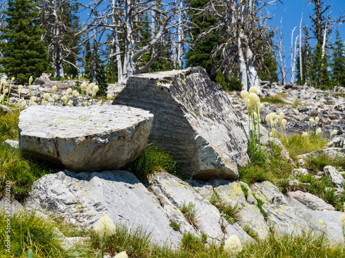 rocks in the forest