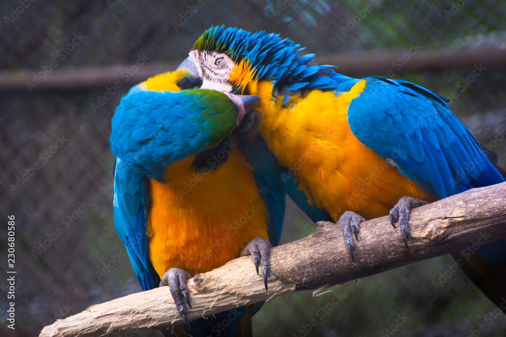 Beautiful two colorful macaws in zoo cage Beautiful two colorful macaws in zoo cage