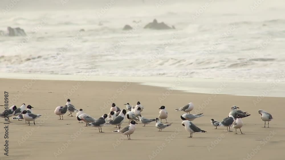 Seagulls and black headed on the shore looking for crustaceans Seagulls and black headed on the shore looking for crustaceans