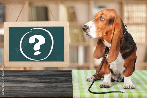 Dog question mark thoughtful advice animal answers photo