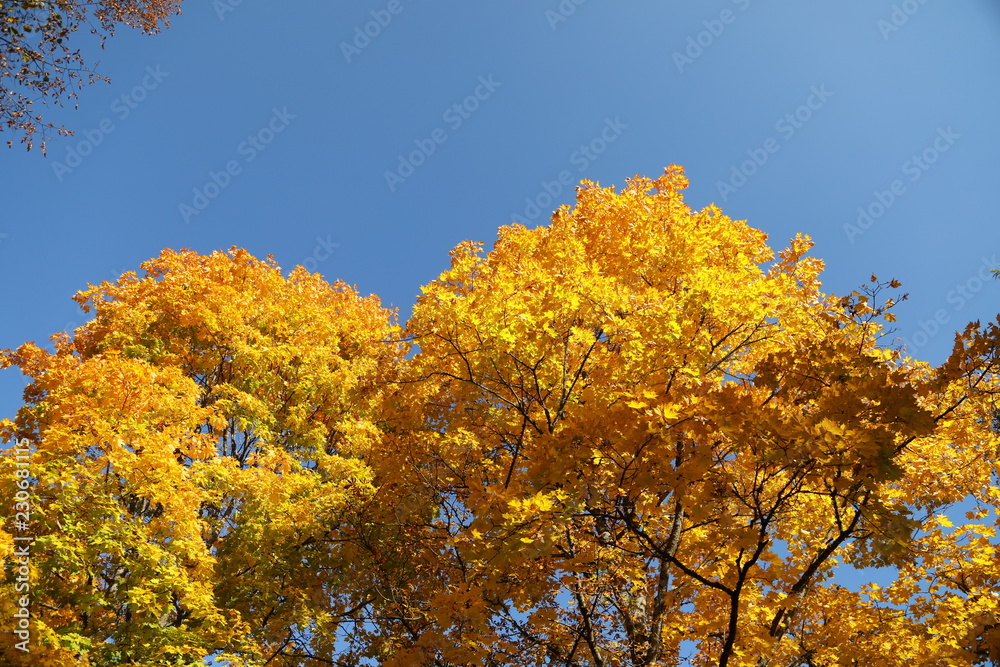 Maple trees in autumn