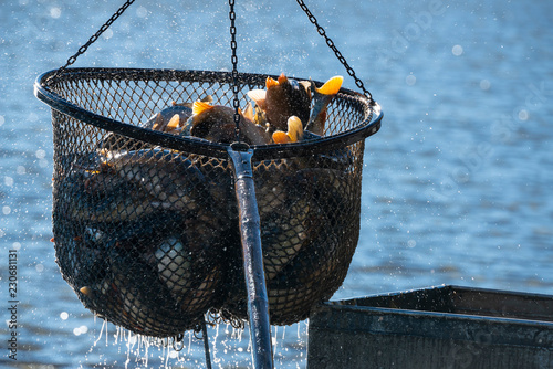 Photography Fishing pond - sorting fish carp and other fish