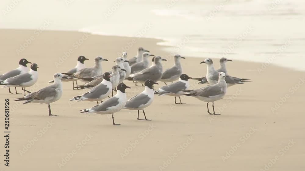 Seagulls and black headed on the shore looking for crustaceans Seagulls and black headed on the shore looking for crustaceans