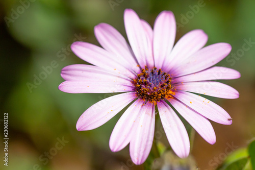 closeup of a beautiful pink flower on a garden