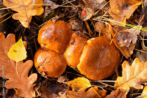 Four fused mushrooms. Imleria badia, commonly known as the bay bolete.