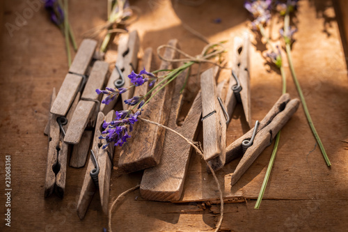 Fototapeta Naklejka Na Ścianę i Meble -  Violet and green lavender ready to dry in countryside