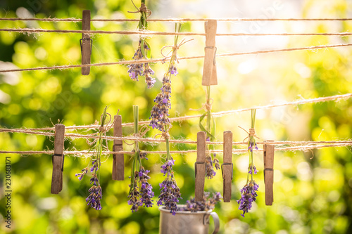 Fototapeta Naklejka Na Ścianę i Meble -  Homegrown and fresh lavender dried on laundry lines