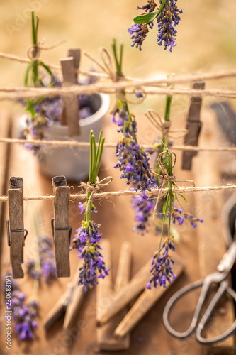 Fototapeta Naklejka Na Ścianę i Meble -  Homegrown and fresh lavender ready to dry in countryside