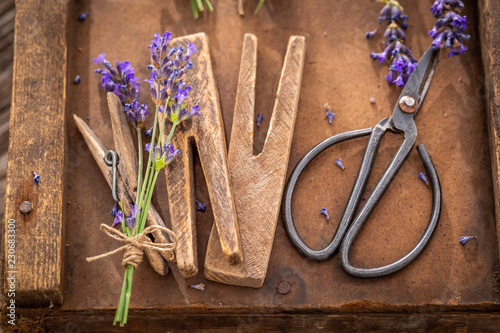 Fototapeta Naklejka Na Ścianę i Meble -  Violet and green lavender in a summer garden