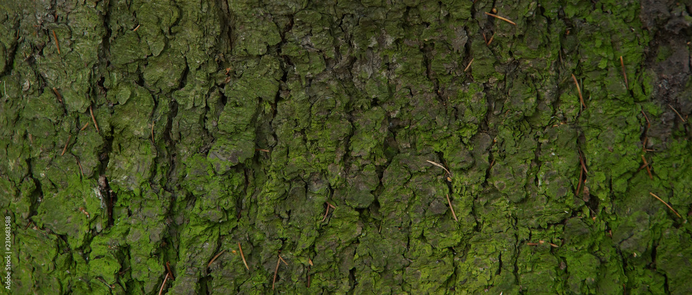 green bark spruce background texture needles moss green bark spruce background texture needles moss