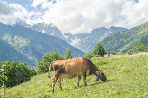 Grazing cow on meadow in the city Mestia, Svaneti, Georgia © isabela66