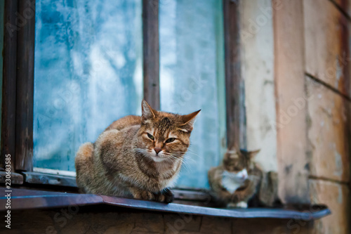 two brown cats sitting on the window © KAAlex