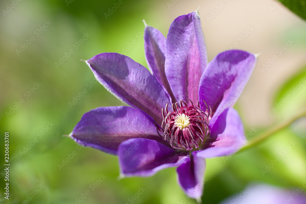 flower of clematis, closeup
