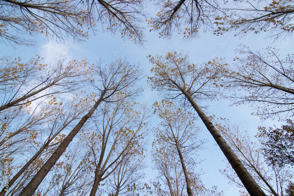 Obraz premium bosque en otoño