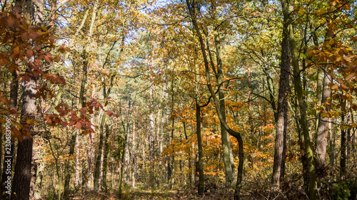 jesienny las