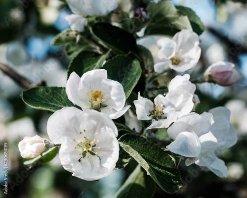 Blooming apple tree in spring time