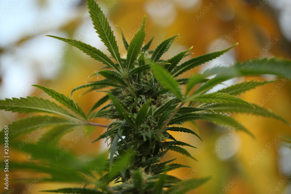 blooming autumn plant medical marijuana cannabis hemp blooming autumn plant medical marijuana cannabis hemp