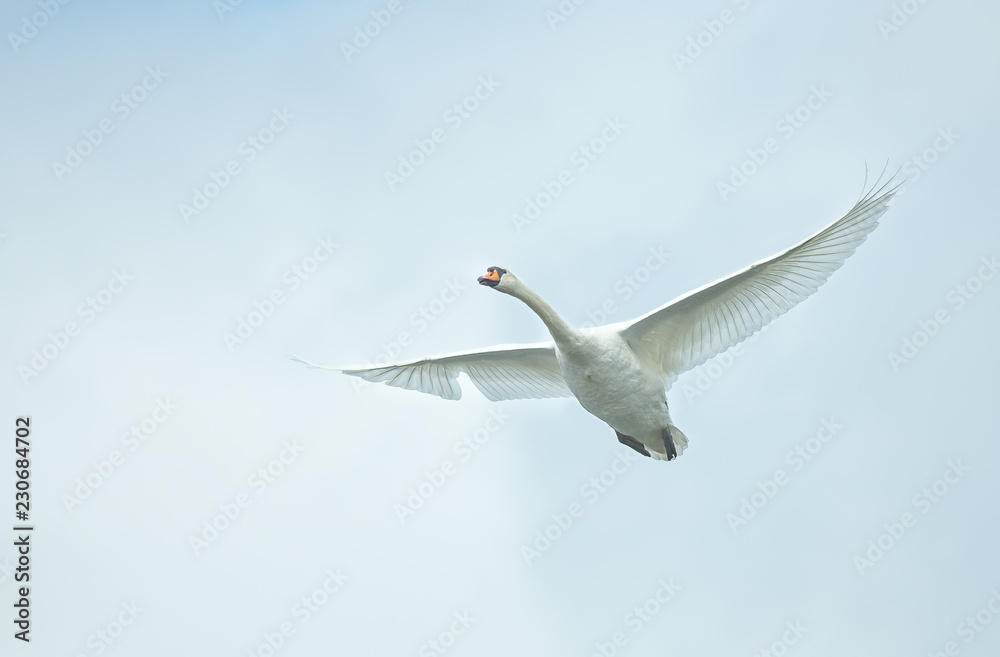 Fototapeta premium Mute swan isolated flying on blue sky