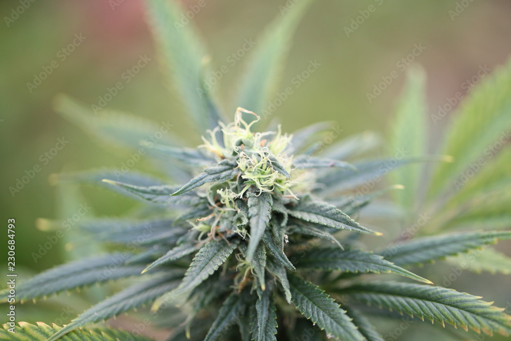 blooming autumn plant medical marijuana cannabis hemp